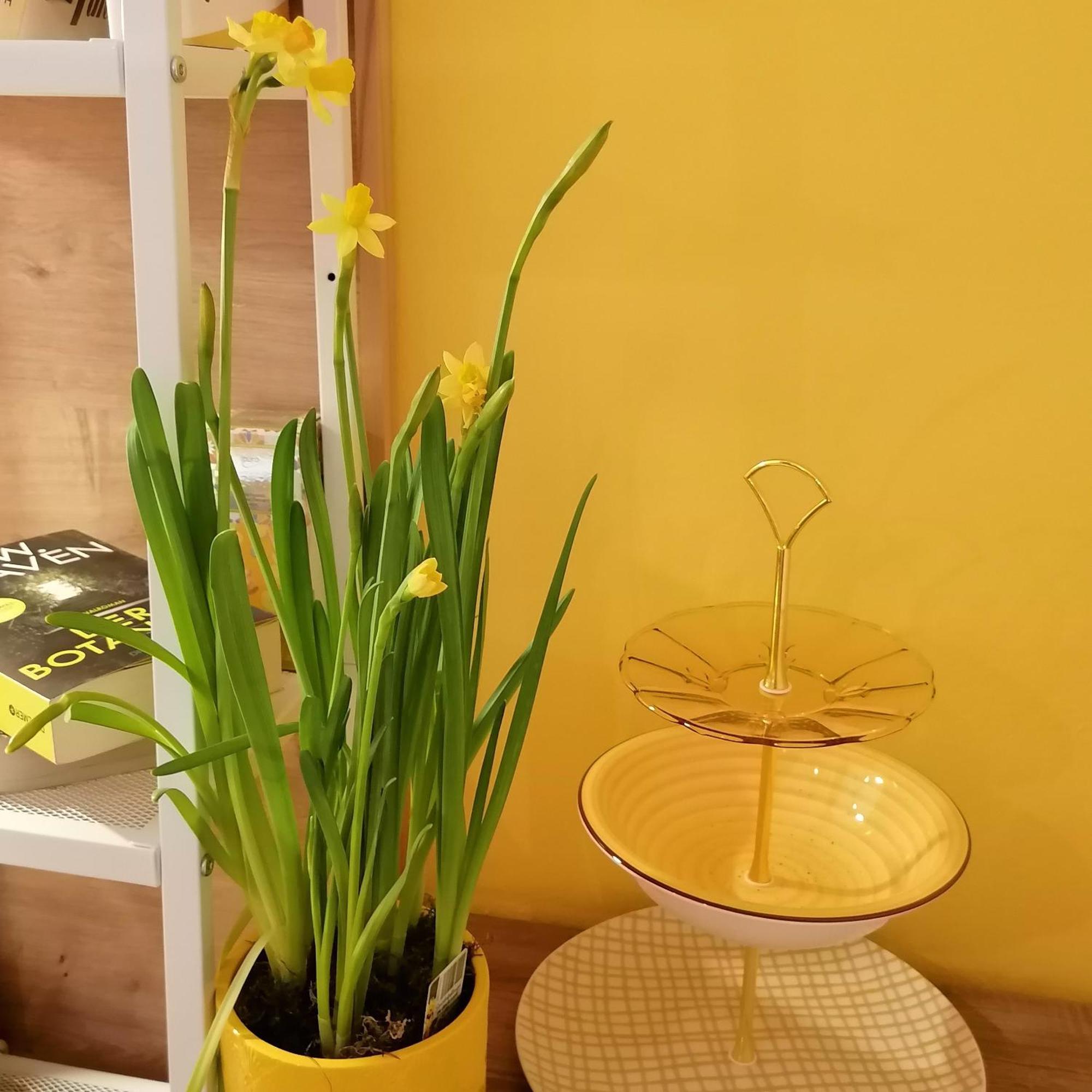 Alpenblumal Apartment Bad Goisern