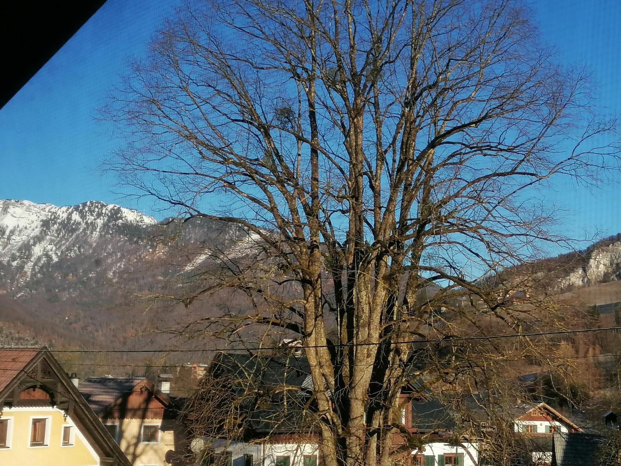 Alpenblumal * Bad Goisern